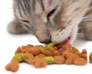 Alimentos Para Gatos e Cães (15)
